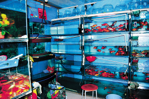 据一店铺经营者介绍,这些鱼缸用的玻璃都是5毫米