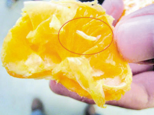 郑州出现带蛆柑橘--洛阳晚报--河南省第一家数
