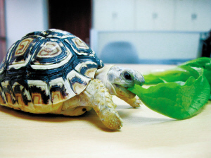豹纹陆龟--名字怪响亮,其实很害羞--洛阳晚报--