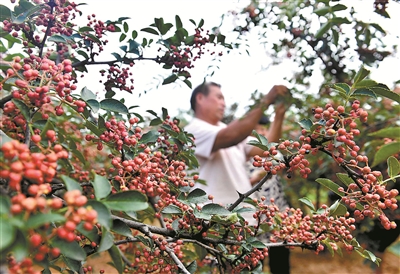 采摘花椒