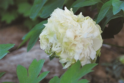 花蕾圓形或綻囗形,花初開時呈綠色,盛開後內綠外白,繡球型.外瓣